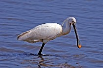 24 Spatola - Parco Nazionale del Coto Doñana, Spagna