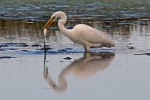 35 Airone bianco maggiore - Parco Nazionale del Circeo, Latina