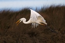 36 Airone bianco maggiore - Parco Nazionale del Circeo, Latina