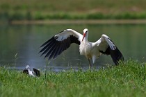 62 Cicogna bianca - Oasi Naturale di Racconigi, Torino