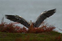 67 Airone cenerino - Parco Nazionale del Circeo, Latina