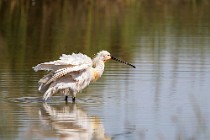 107 Spatola - Parco Nazionale del Coto Doñana, Spagna