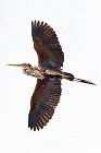 109 Airone rosso - Parco Nazionale del Coto Doñana, Spagna