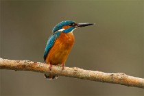 48 Bee Eater - Circeo National Park, Italy