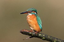 53 Bee Eater - Circeo National Park, Italy