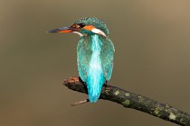 54 Bee Eater - Circeo National Park, Italy