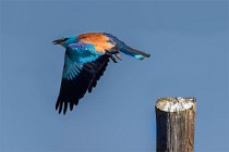 56 European Roller - National Park of Monfrague, Spain