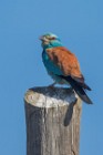 57 European Roller - National Park of Monfrague, Spain