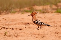 25 Hoopoe - Circeo National Park, Italy