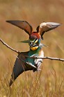 29 Bee Eaters - Circeo National Park, Italy