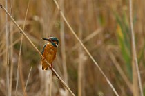 42 Martin pescatore - Parco Nazionale del Circeo, Latina