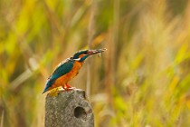 43 Martin pescatore - Parco Nazionale del Circeo, Latina