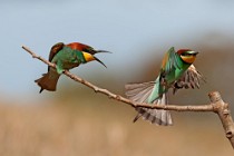 35 Gruccioni - Parco Nazionale del Circeo, Latina