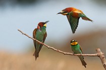 36 Gruccioni - Parco Nazionale del Circeo, Latina