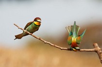 37 Gruccioni - Parco Nazionale del Circeo, Latina