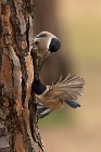 12 Azure-winged Magpies - Coto Doñana National Park, Spain