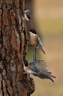 13 Azure-winged Magpies - Coto Doñana National Park, Spain