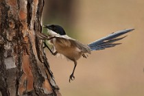 14 Azure-winged Magpie - Coto Doñana National Park, Spain