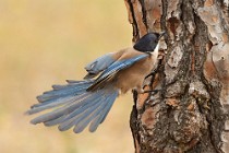 15 Azure-winged Magpie - Coto Doñana National Park, Spain