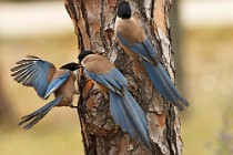 16 Azure-winged Magpies - Coto Doñana National Park, Spain