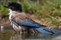 22 Azure-winged Magpie - National Park of Monfrague, Spain