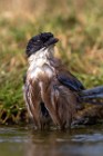 24 Azure-winged Magpie - National Park of Monfrague, Spain