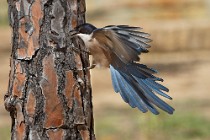 7 Azure-winged Magpie - Coto Doñana National Park, Spain