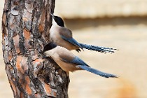 10 Gazze azzurre - Parco nazionale del Coto Doñana