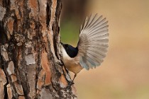 11 Gazza azzurra - Parco nazionale del Coto Doñana