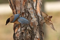 17 Gazza azzurra e passero - Parco nazionale del Coto Doñana