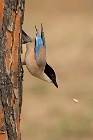 18 Gazza azzurra - Parco nazionale del Coto Doñana