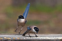 8 Gazze azzurre - Parco nazionale del Coto Doñana