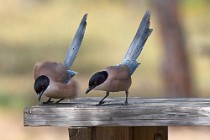 9 Gazze azzurre - Parco nazionale del Coto Doñana