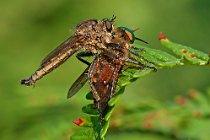 1 Asilide calabrone - (Asilus cabroniformis)