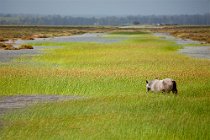 24 Marismegni horses - National Park of Coto  Doñana