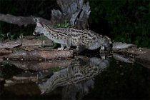 18 Common Genet - Monfrague National Park (Spain)