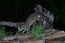 19 Common Genet - Monfrague National Park (Spain)