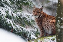 13 (CSP) Lince europea - Parco Nazionale della Bayerisher Wald