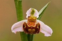 1 Orchid - National Park of Circeo, Italy