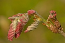 12 Oak ear - Latina, Italy