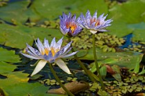 4 Waterlily - nursey cultivation - Latina, Italy