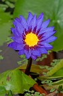 5 Waterlily - nursey cultivation - Latina, Italy