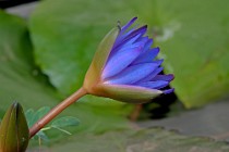 7 Waterlily - nursey cultivation - Latina, Italy