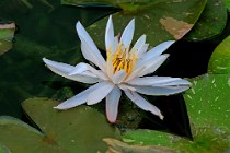 8 Waterlily - nursey cultivation - Latina, Italy