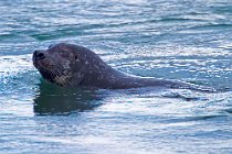 08 Grey seal - Iceland