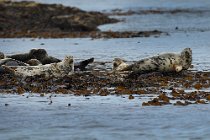 01 Foca comune, Isola di Mull, Scozia