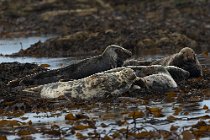 02 Foca comune, Isola di Mull, Scozia