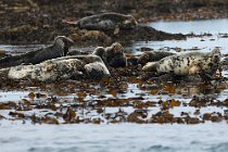 03 Foca comune, Isola di Mull, Scozia