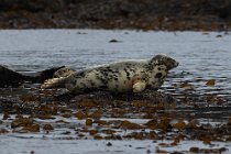 05 Foca comune, Isola di Mull, Scozia