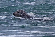 07 Foca grigia - Islanda